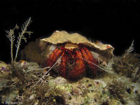 Hermit Crab - Manado, Indonesia by Eugene Lim 