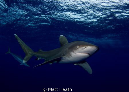 Oceanic White Tip Shark by Matt Heath 