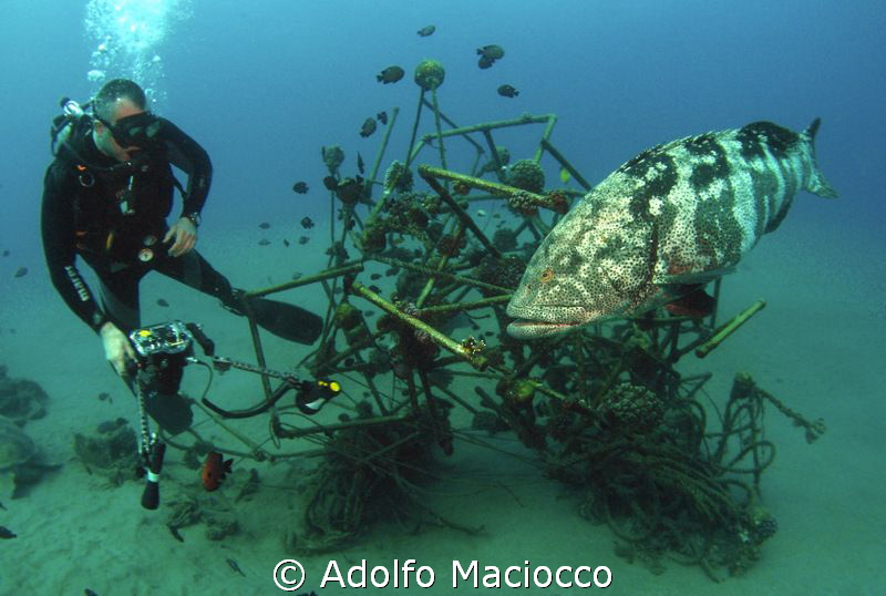 Giant grouper with Diver @ Naama bay
 by Adolfo Maciocco 