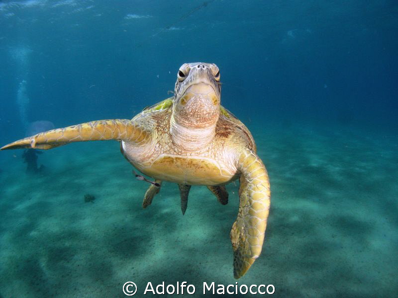 Male green turtle feeding on jellyfish by Adolfo Maciocco 