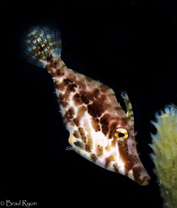 Slender filefish (Monacanthus tuckeri) by Brad Ryon 