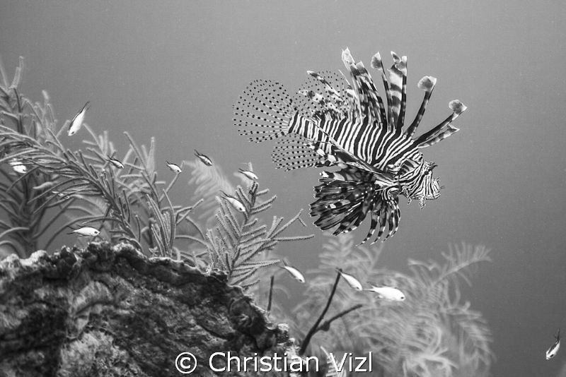 Black and White portrait of a Lion fish swimming above a ... by Christian Vizl 