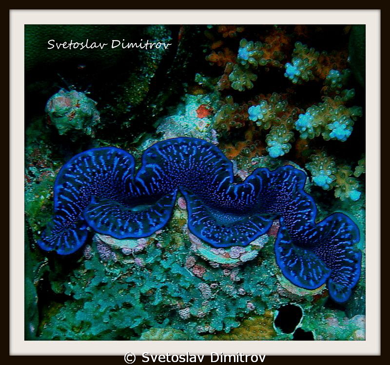 Amazing blue of the giant clam by Svetoslav Dimitrov 