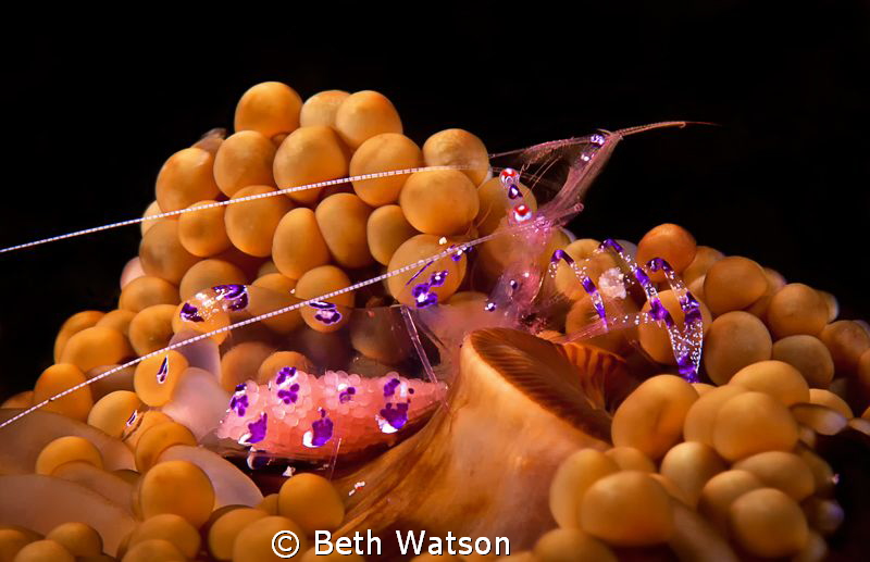 Anemone Shrimp w/eggs...Puerto Galera, Philippines by Beth Watson 