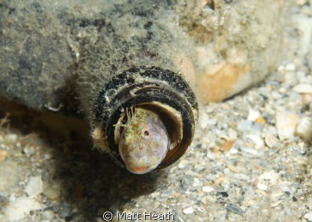 A seaweed blenny finds a home in what others call trash. by Matt Heath 