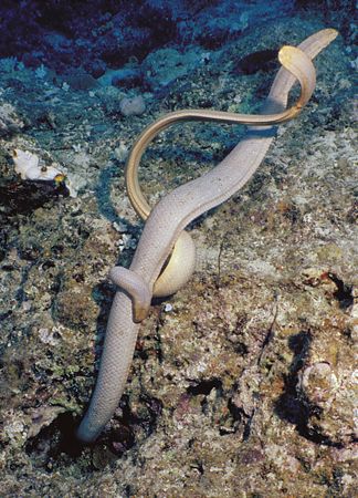Mating Olive green sea snakes. Great Barrier reef (ribbon... by Patrick Barry 