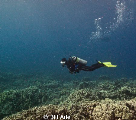 Robyn.  Dive leader with Kohala Divers on the Big Island,... by Bill Arle 