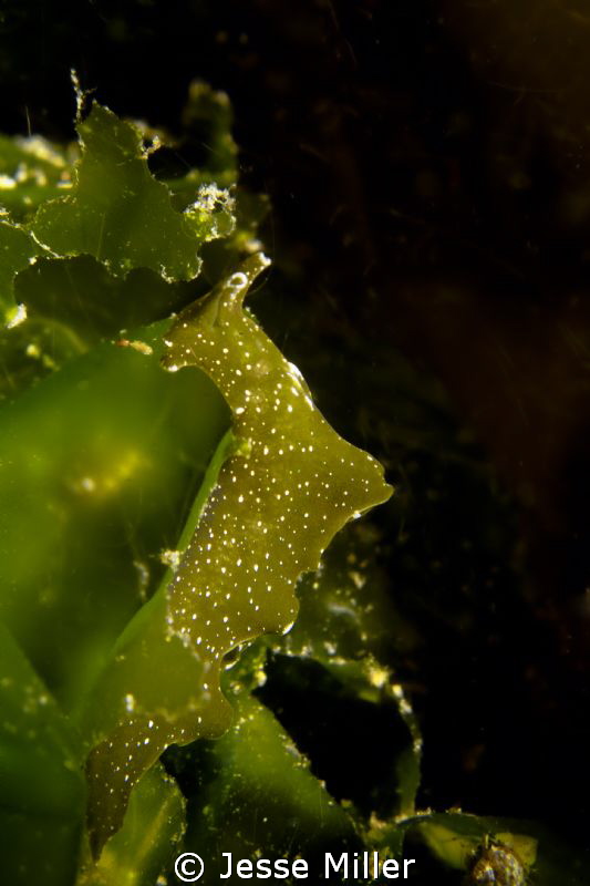 Sea Hare by Jesse Miller 