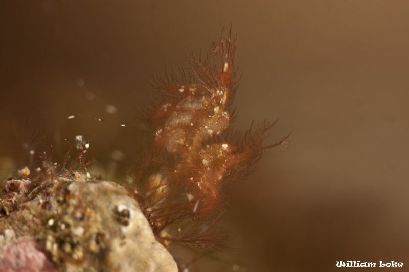 Hairy Shrimp (Phycocaris simulans) - A grandmaster in cam... by William Loke 