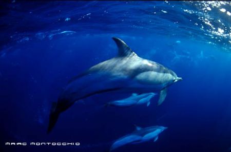Common Dolphin pod South Africa by Marc Montocchio 