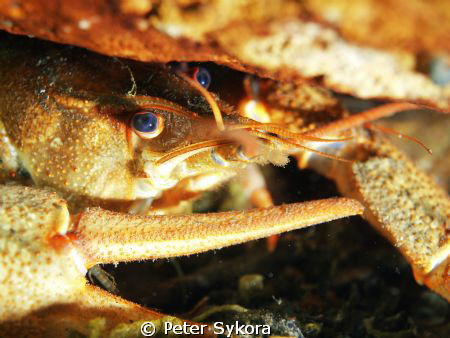 Crayfish by Peter Sykora 