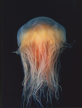 Lion's Mane jellyfish, Langness Point, Isle of Man.
F90X... by Mark Thomas 