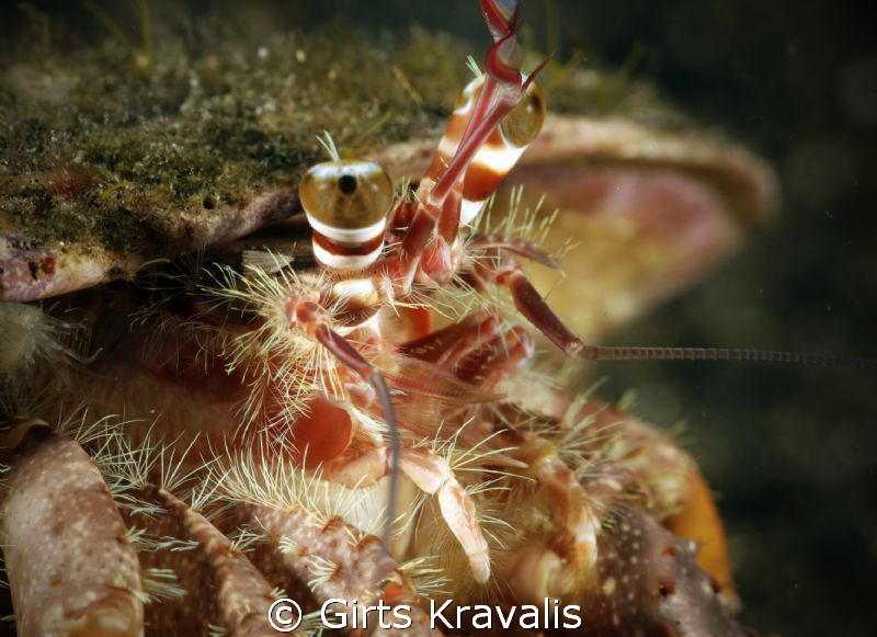 Hermit crab by Girts Kravalis 