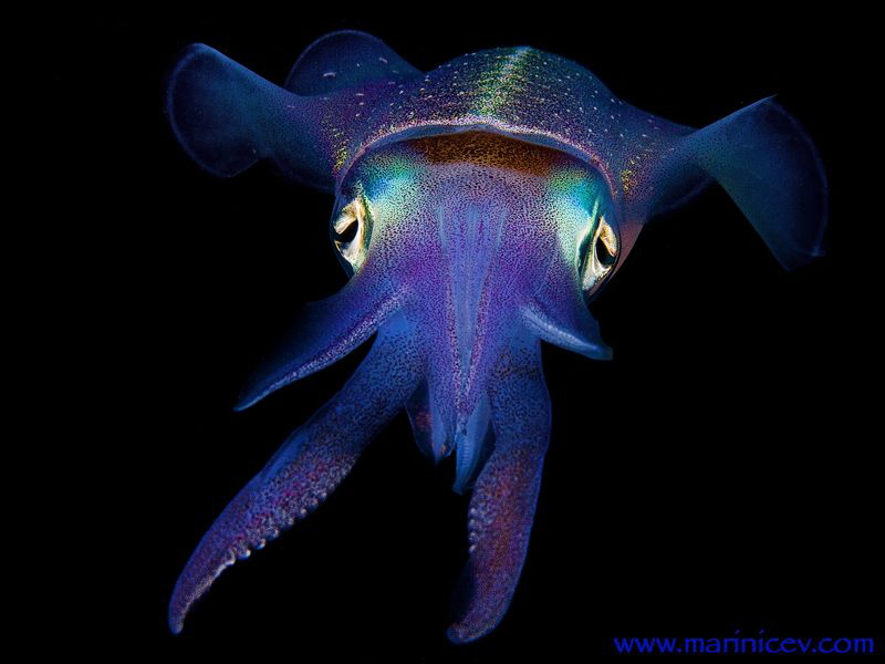 Squid.
Bonaire. by Aleksandr Marinicev 