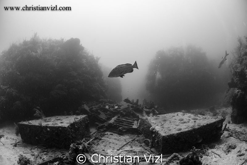 Big Grouper hovering above a shipwreck located between th... by Christian Vizl 