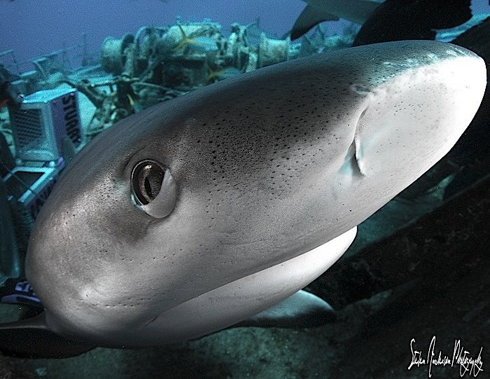 Eyes ready for protection, These Reef Sharks moved with p... by Steven Anderson 
