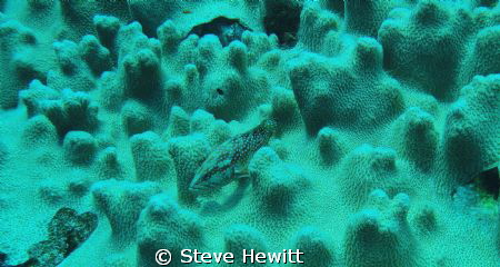 Taken off little Brother South Red Sea Aug 2011 by Steve Hewitt 