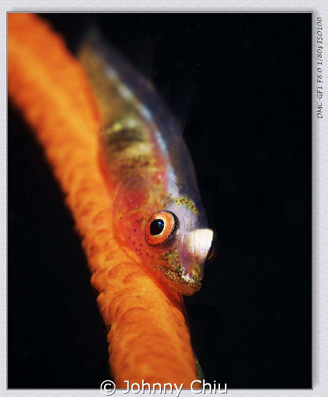 Sea whip goby ，
GF1 - 45mm - 1x Z240
1/80 - f8.0 - iso 100 by Johnny Chiu 