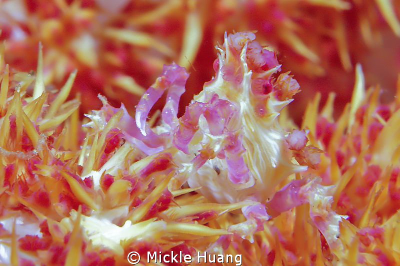 Candy Crab
Aniloa the Philippines by Mickle Huang 