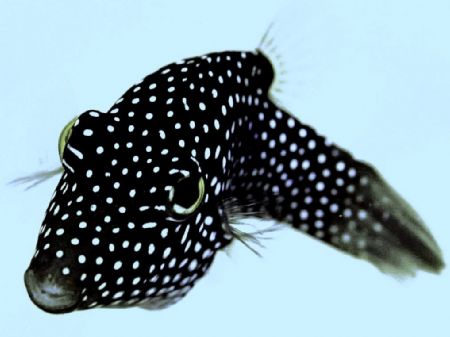 PUFFER FISH-los cabos mexico
D70 nikon with ds50 strobe
... by Christopher Phillips Md 