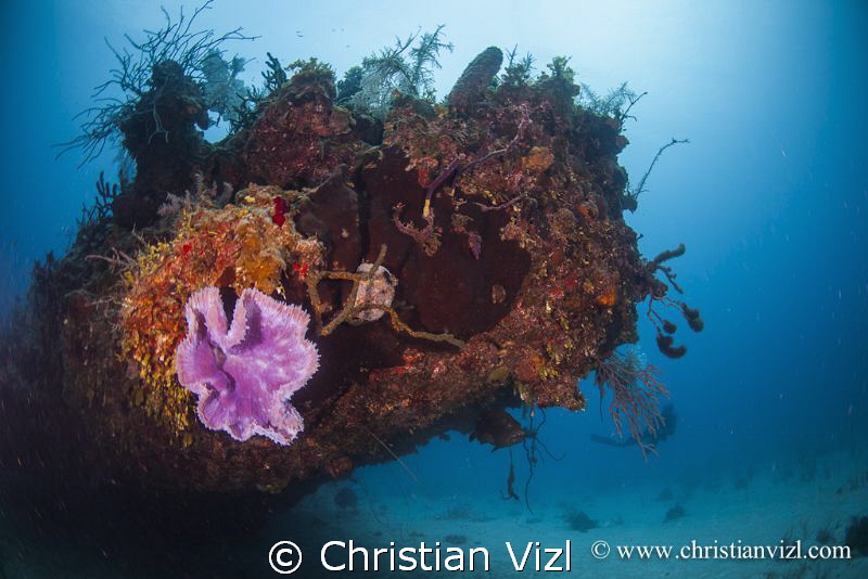 Beautiful Coral Reef full of life and a Grouper hiding un... by Christian Vizl 