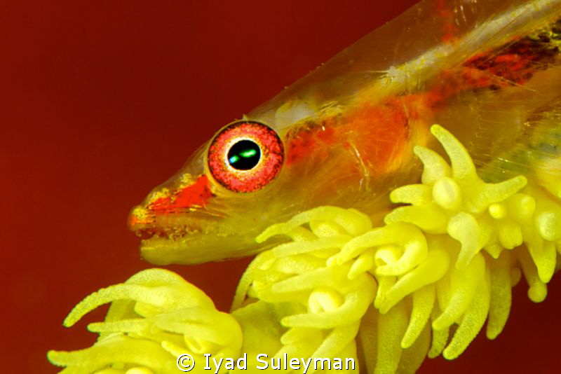 Whip Goby Portrait
(this one whip goby and two previous ... by Iyad Suleyman 