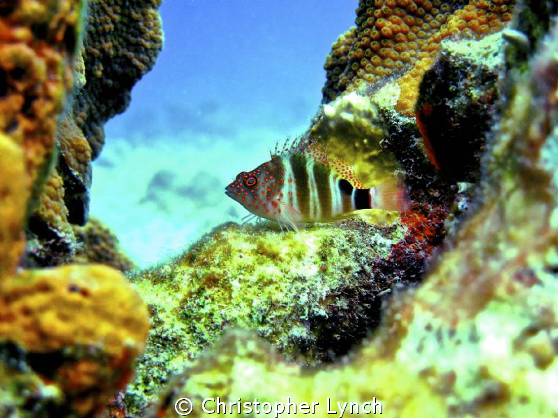 hawkfish , 15ft=/- no flash,full frame by Christopher Lynch 