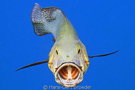 Sorry, sorry cute Black Snapper, I'm not a cleanerfish
 ... by Hans-Gert Broeder 