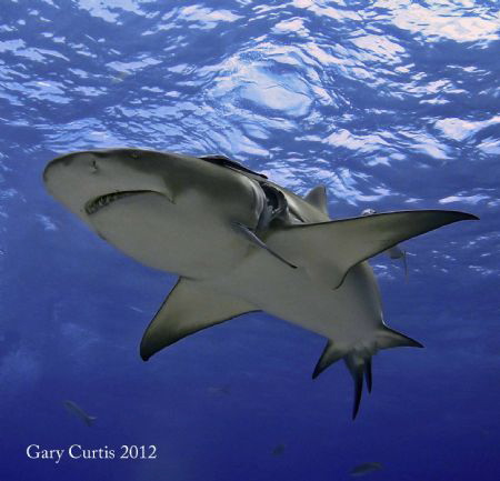 Meet 'Lucky Luciano'..one of the Lemon Sharks from our Sh... by Gary Curtis 