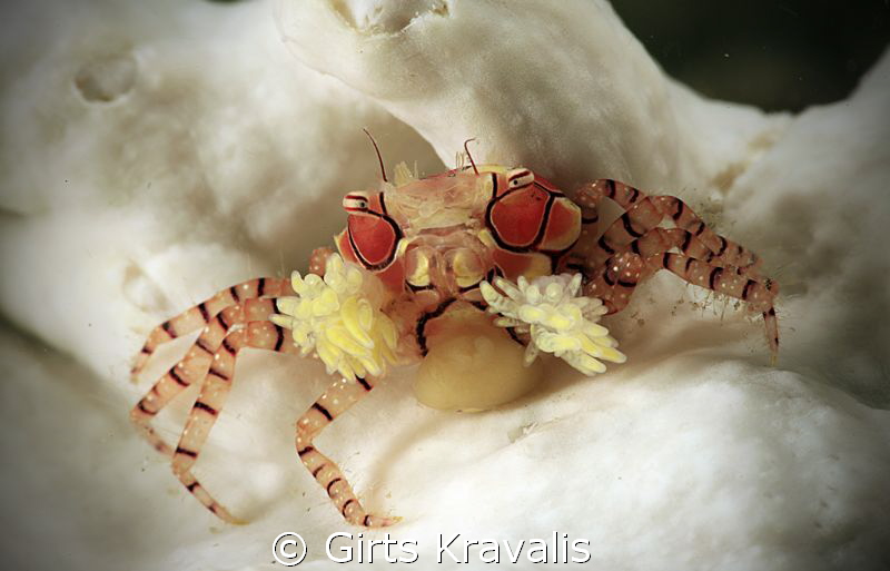 Boxer crab by Girts Kravalis 