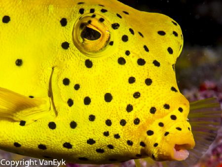 Yellow box fish - posing "sitting" relatively still . by Bill Van Eyk 