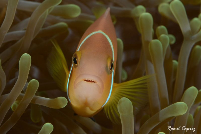 Nemo's cousin by Raoul Caprez 