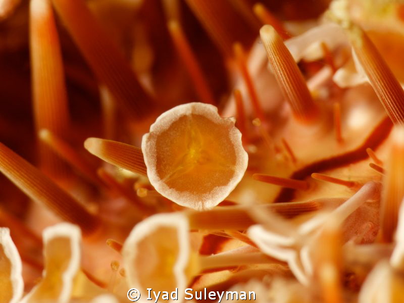 Toxic or Venomous Sea Urchin by Iyad Suleyman 