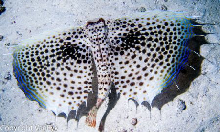Flying Gurnard (Dactylopterus volitans), we have a much s... by Bill Van Eyk 