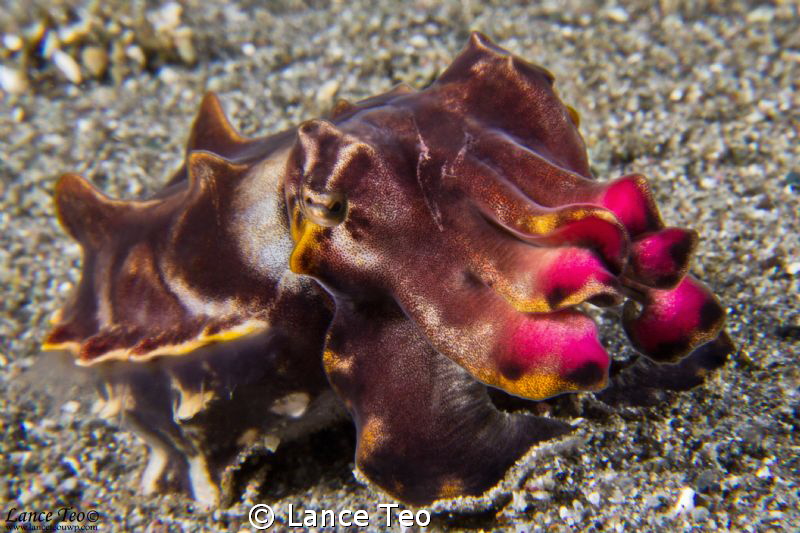 Flamboyant Cuttlefish by Lance Teo 