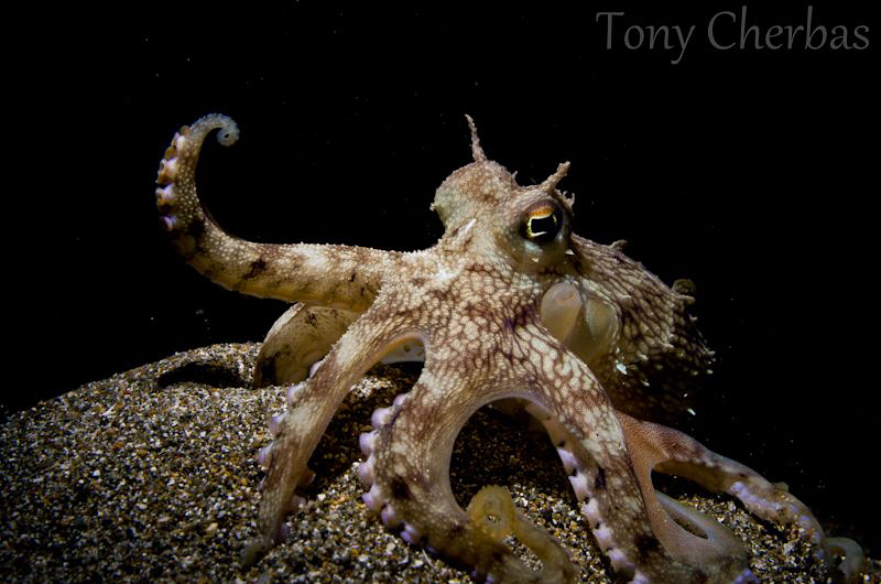 Coconut Octopus... the entertainer. by Tony Cherbas 