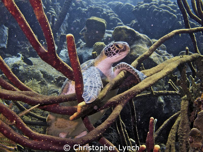 swimming at the top of the reef  i found the turtle hangi... by Christopher Lynch 