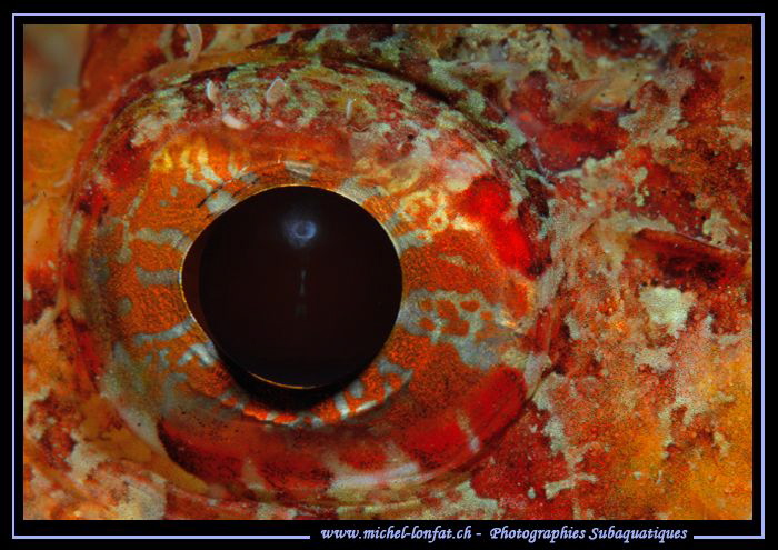 The eye of a Scorpion fish... by Michel Lonfat 