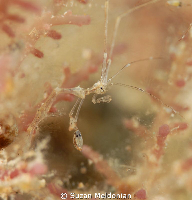 Skeleton Shrimp in the nursery by Suzan Meldonian 