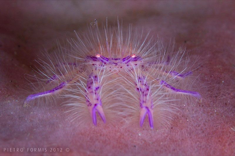 Hairy Squat Lobster by Pietro Formis 