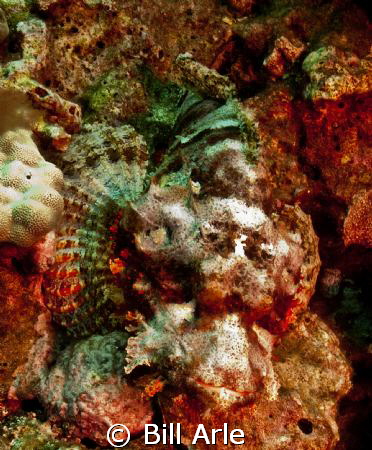 Scorpionfish.  Big Island, Hawaii.  Would have been tough... by Bill Arle 