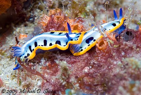 My very first Nudibranch shot, taken in West Palm Beach F... by Michael Shope 