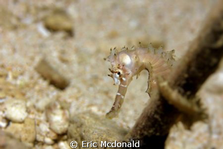 handsome seahorse by Eric Mcdonald 