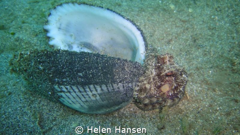 muck diving . shell fish by Helen Hansen 