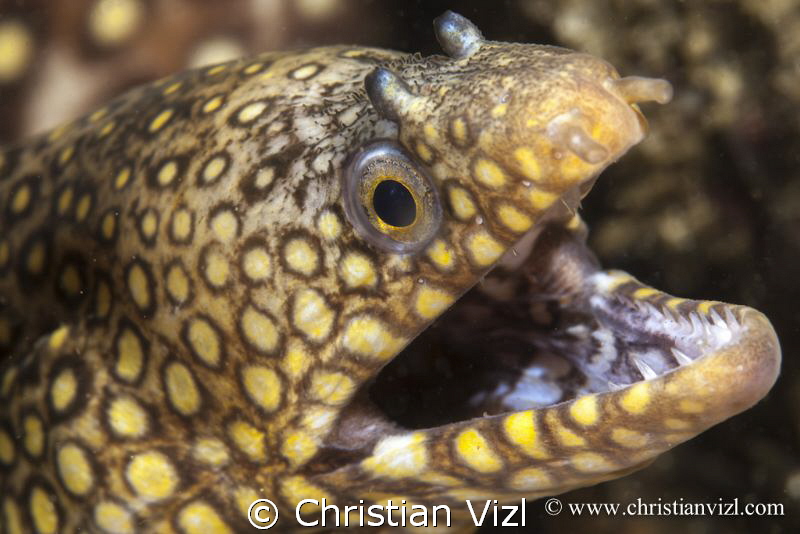 Portrait of a jewel moray eel, found in Las Gatas, Zihuat... by Christian Vizl 