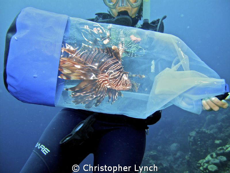 Lionfish ...it's what for dinner...
The Lionfish was cap... by Christopher Lynch 