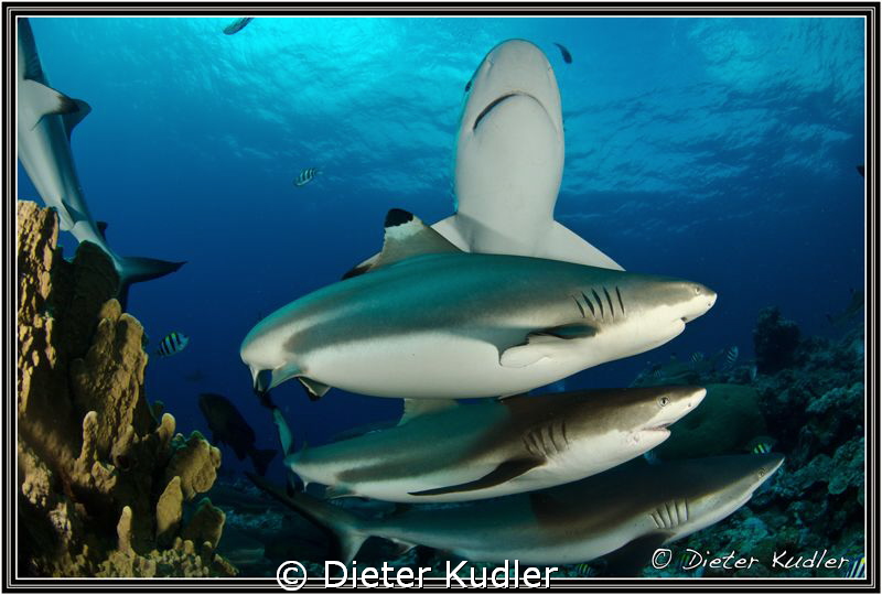 Sharks at Vertigo, Yap Island, Micronesia. D7000, 10mm, 1... by Dieter Kudler 