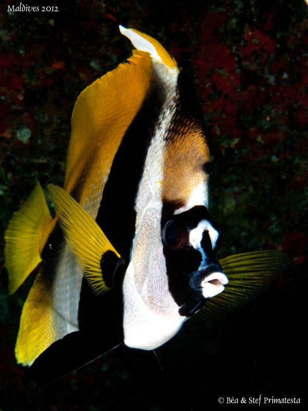 Bannerfish. by Stéphane Primatesta 