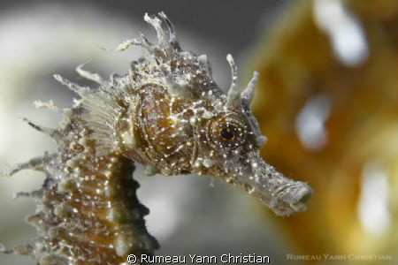 Hippocampus guttulatus by Rumeau Yann Christian 