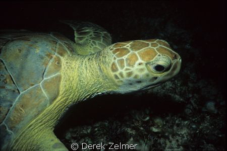 Sea turtle at night. Nikonos V, 28mm lens with closeup at... by Derek Zelmer 